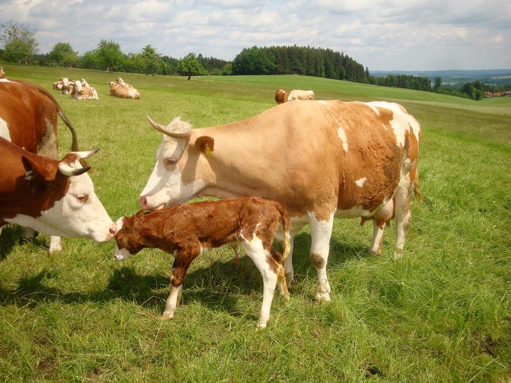 Baby- Und Kinderhof Aicherbauer Seeham Bagian luar foto