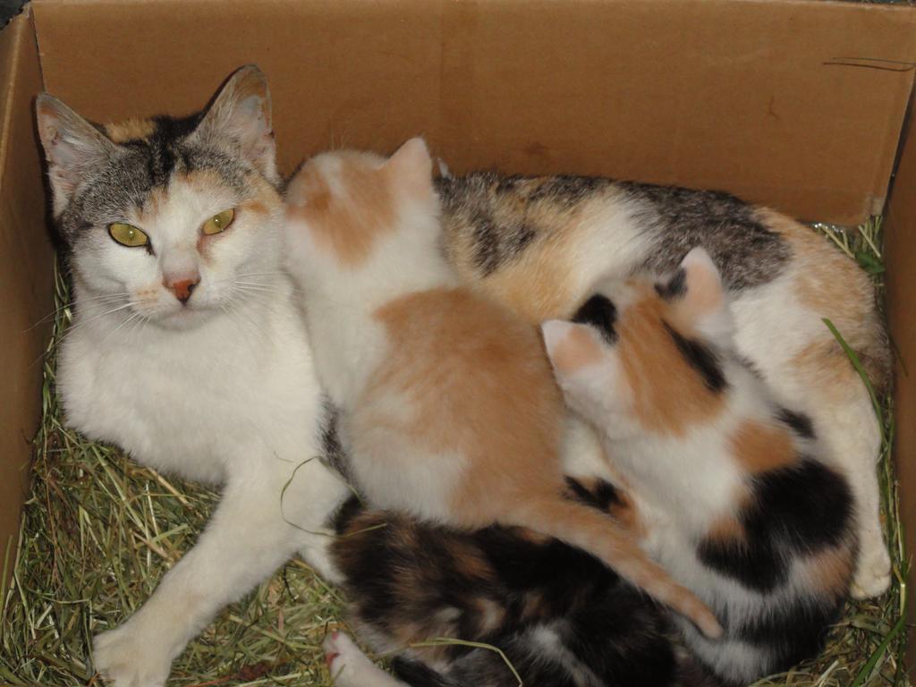 Baby- Und Kinderhof Aicherbauer Seeham Bagian luar foto