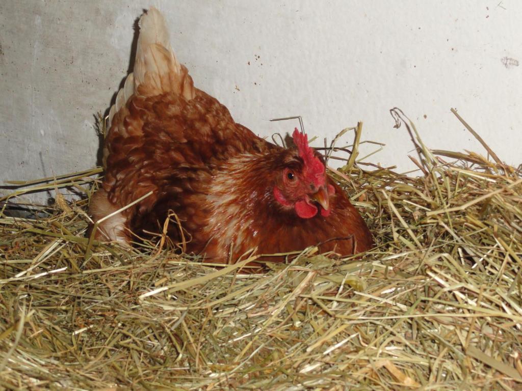 Baby- Und Kinderhof Aicherbauer Seeham Bagian luar foto