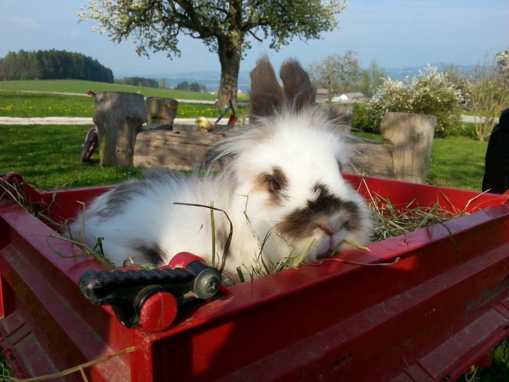 Baby- Und Kinderhof Aicherbauer Seeham Bagian luar foto